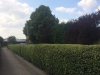 Hedge trimming at Ashfield School