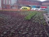 Planting Whips To Shrub Beds