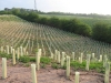 Planting of Whips