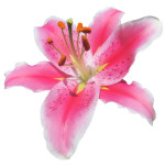 lily to use SMALL