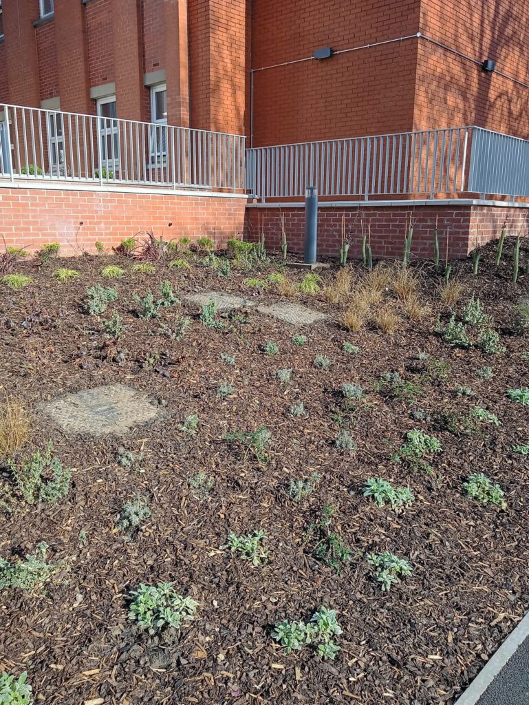 Newly planted commercial garden bed with fresh bark mulch, young shrubs, and stepping stones outside a brick building in Nottinghamshire.